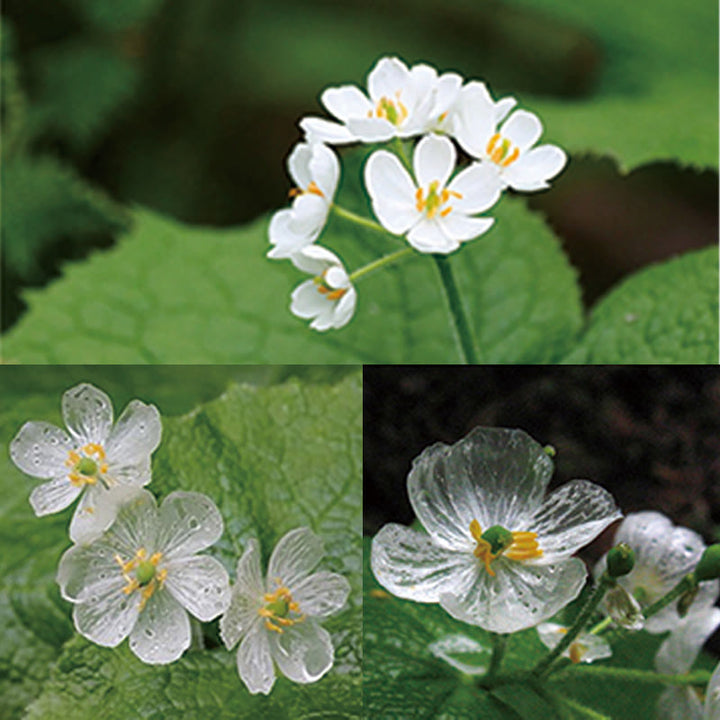 Buddha Stones 925 Sterling Silver White Crystal Skeleton Flower Adjustable Healing Ring - image 14